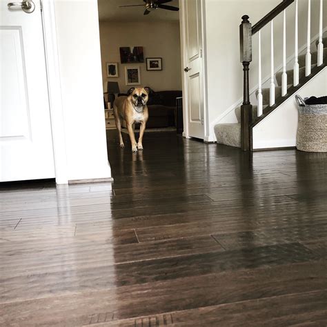 Dogs On Hardwood Floors