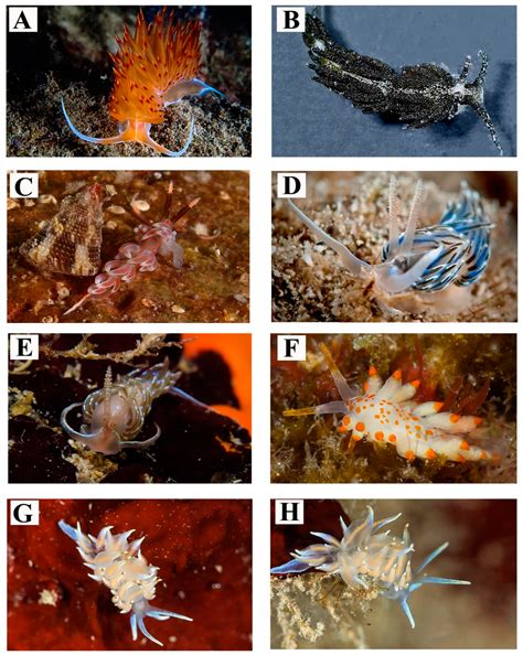 Two Seas for One Great Diversity: Checklist of the Marine ...