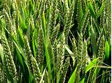 Crop Production :: Wheat