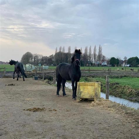 Friesenwallach Wunder mit viel Ausstrahlung und Charisma in 10119 ...