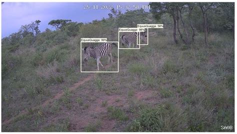 Empowering Wildlife Guardians: An Equitable Digital Stewardship and ...