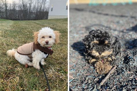 Image result for Havapoo Information