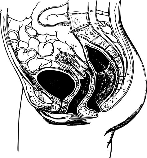Clipart - Female Pelvic Anatomy