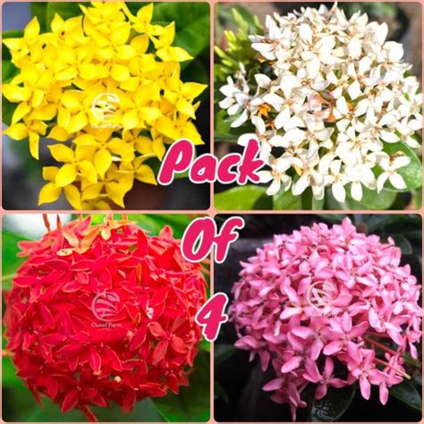 Flower Plant Online in India | Flipkart | 18-Aug-25