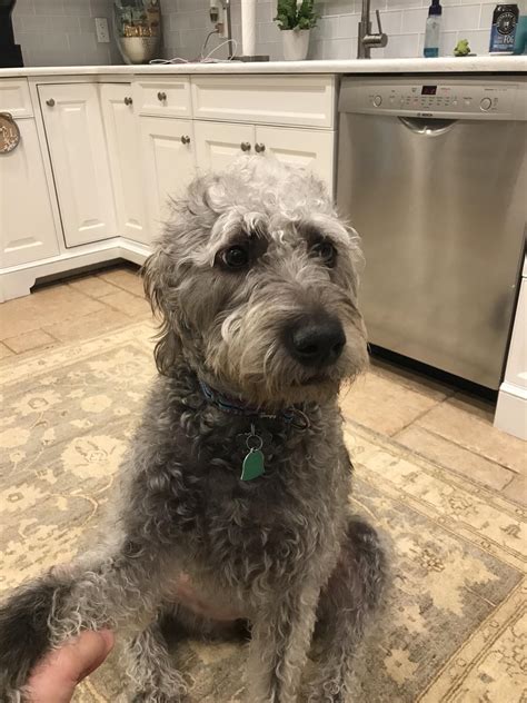 Pitbull Poodle Mix Puppies