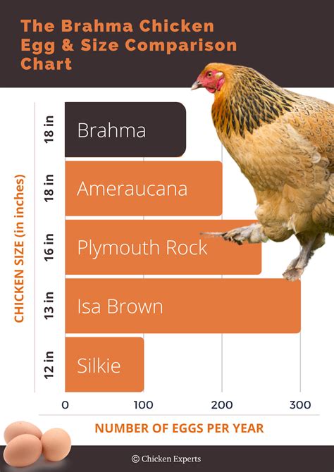 88% of Brahma chicken owners said this and you will be shocked! 😱 ...