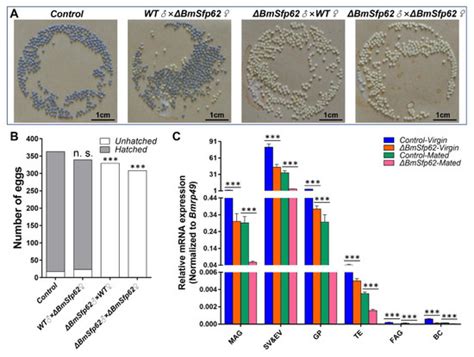 CRISPR/Cas9 Mediated Disruption of Seminal Fluid Protein Sfp62 Induces ...