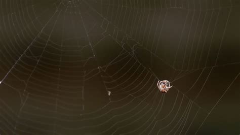 蜘蛛在房前结网的原因是什么 - 业百科