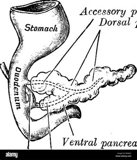 Accessory Pancreatic Duct