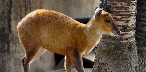 Review: Ranjit Hoskote's 'Hunchprose' Is Up There With the Best - The Wire