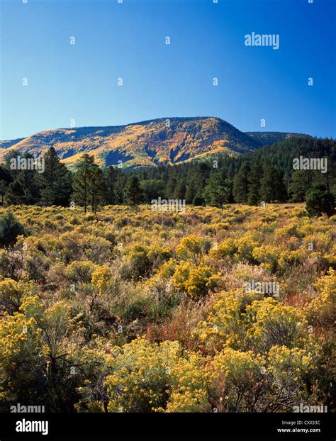 White Mountains Az Elevation at Troy Cason blog