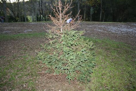 Pine Tree Problems 的图像结果