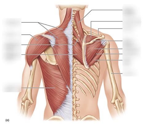 Back Muscles 的图像结果