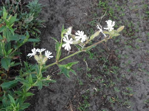 Silene dichotoma Ehrh. | Plants of the World Online | Kew Science