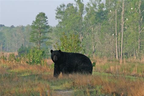 Trophy Black Bear Hunts | North Carolina Guided Bear Hunts — Dare to Hyde