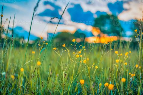 Abstract soft focus sunset field landscape of yellow flowers and grass ...