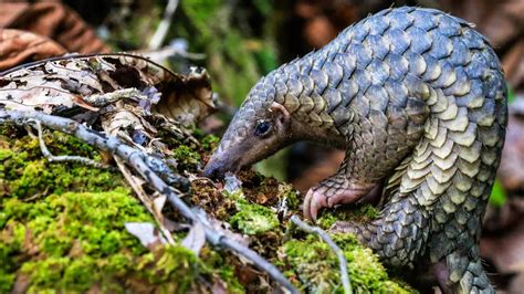 Rapa FM Pader - Communication for Development