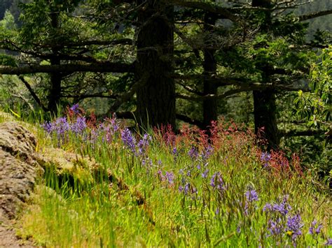 Anacortes Community Forest Lands - Whistle Lake, Anacortes Community ...