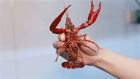 日本小龙虾泛滥却束手无策，中国厨师：不就是一道菜的功夫吗！
