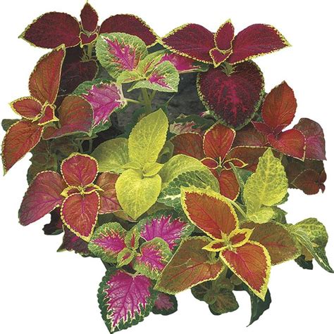 WILLVINE PUAS-101 Limelight Giant Exhibition Coleus Seeds Seed Price in ...