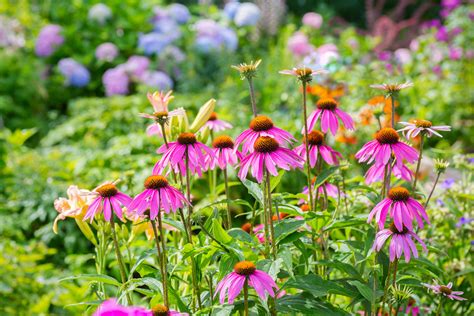 Low Maintenance Perennial Flowers Uk / 12 Remarkable Long Flowering ...