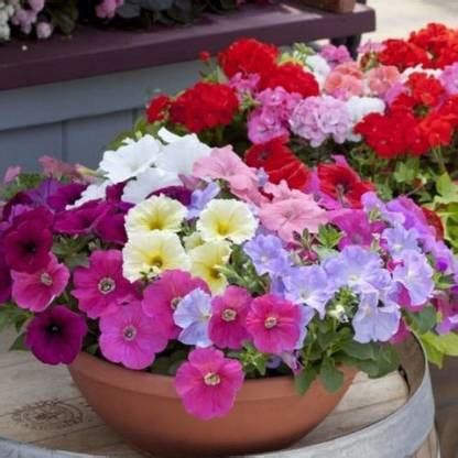 KANAYA Petunia Mix Flower Seed Price in India - Buy KANAYA Petunia Mix ...