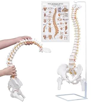 Spine Model : Amazon.in: Industrial & Scientific