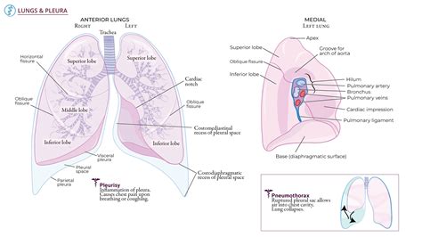 Respiratory System: Lungs and Pleura | ditki medical & biological sciences