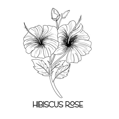 Hibiscus Flower Outline