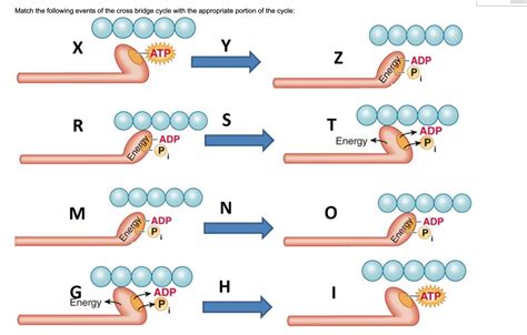 Image result for Cross Bridge Cycle Explained
