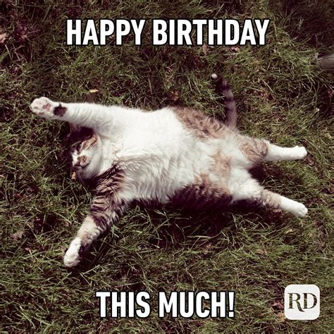Cat Birthday Memes
