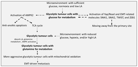 Regulative Roles of Metabolic Plasticity Caused by Mitochondrial ...