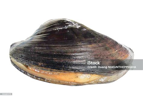 Image result for Is Mussel Is Bad When Is Open