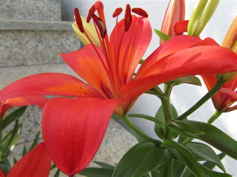 What Is The Best Pokemon Heart Gold Rom Desmume