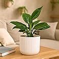 UGAOO Areca Palm Natural Live Indoor Plant with Pot - Large : Amazon.in ...
