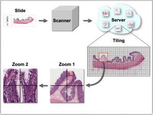 Image result for Virtual Microscopy Applications