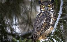 Owl Wallpapers For Desktop by Owl Images Hd Desktop Wallpapers 4k Hd Owl Wallpapers For Desktop