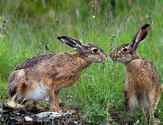 Image result for Wild Jack Rabbits
