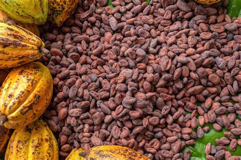 Desiccants that comply with FCC Guidelines for shipping cocoa | Absortech