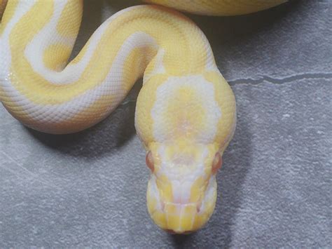 Albino Python 的图像结果