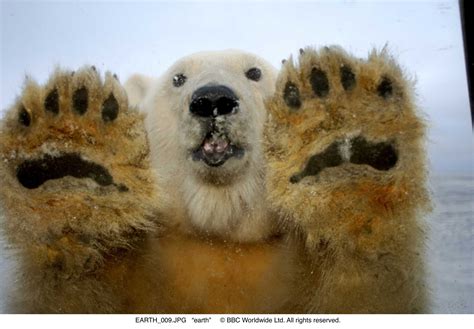 Baby Polar Bear Paw