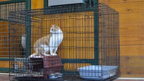 Putting those cats to work: Houston SPCA announces program to help ...