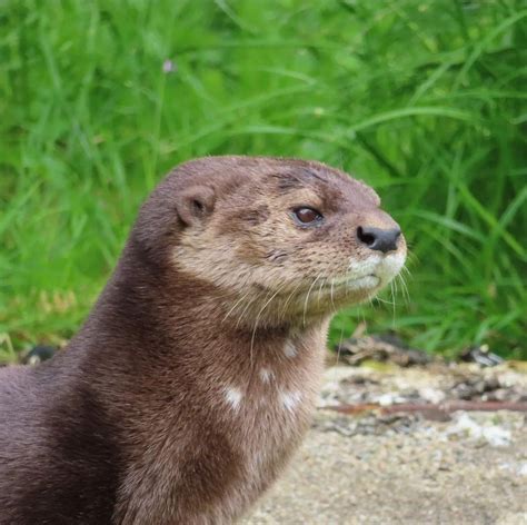 A very long spotted-necked otter : r/Otters