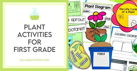 Image result for Plant Lesson First Grade