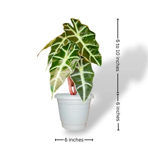 Indoor Combo: Tradescantia, Alocasia, Agalonema & Ivy