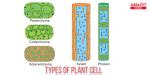 Plant Cell Definition, Structure, Function, Diagram & Types
