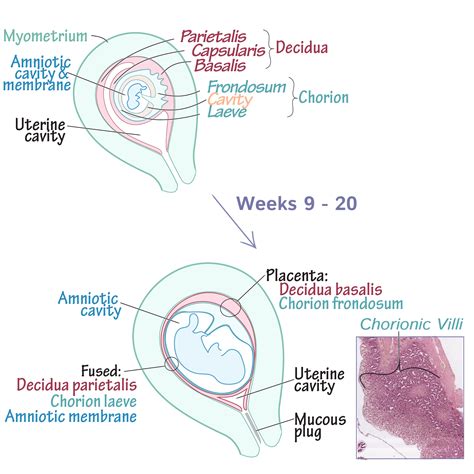 Image result for Placenta Development Stages
