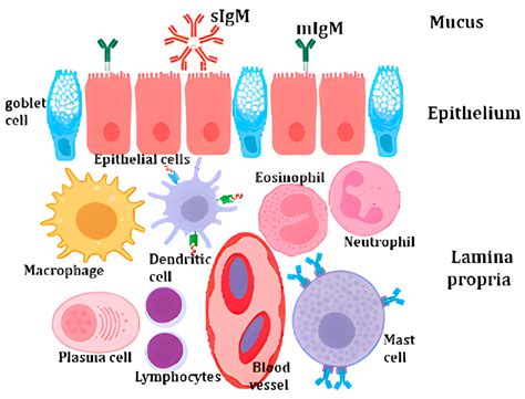 Vitamin A in Fish Well-Being: Integrating Immune Strength, Antioxidant ...