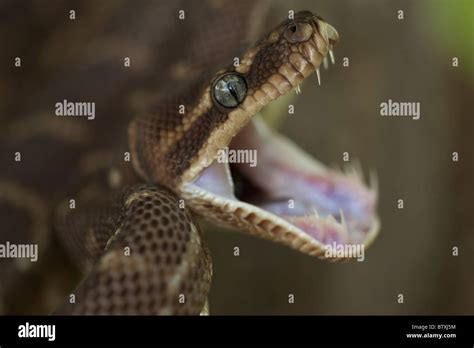 Image result for Python Snake Teeth