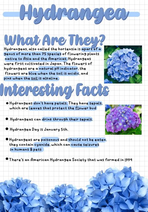 Hydrangea color chart and tips for changing flower hue – Artofit